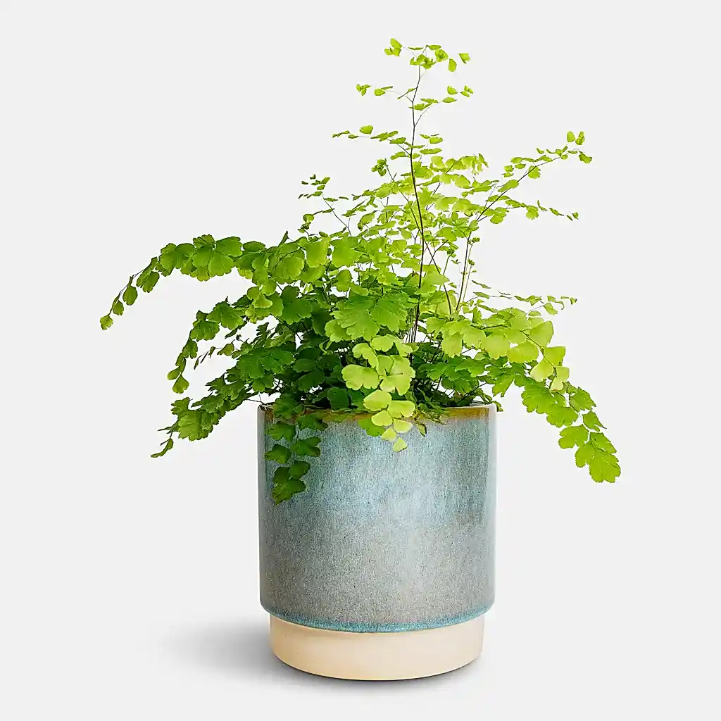 Adiantum Fragrans - Delta Maidenhair Fern & Copenhagen Plant Pot - Aqua