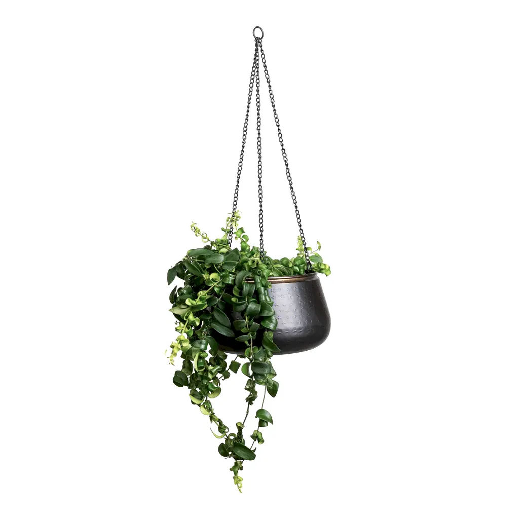 Aeschynanthus Rasta In Sahara Hanging Pot Slate 
