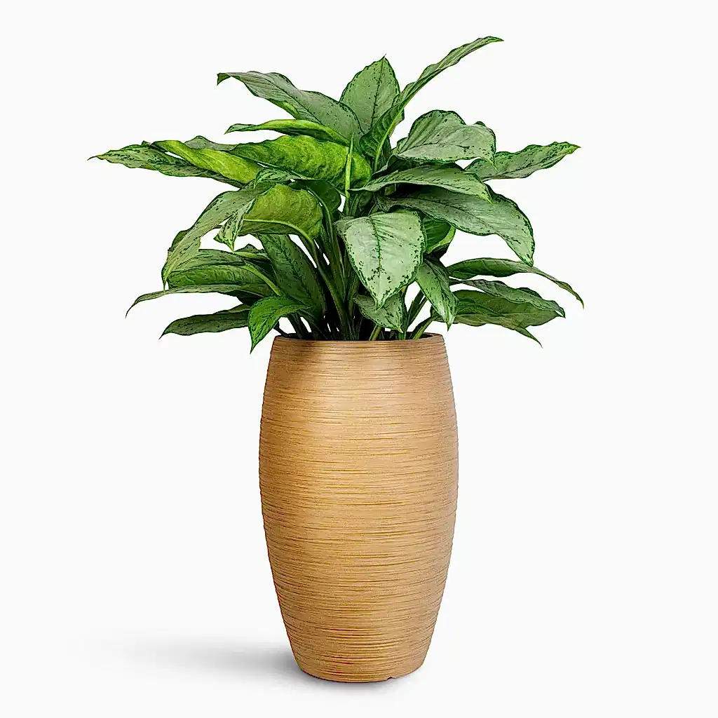Aglaonema B.J .Freedman 24x80cm In Dune Emporer Planter Almond - 37 x 60cm