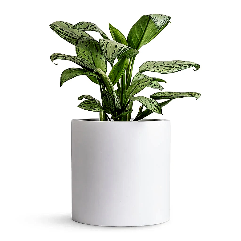 Aglaonema Christina - Chinese Evergreen & Puk Planter - Matt White
