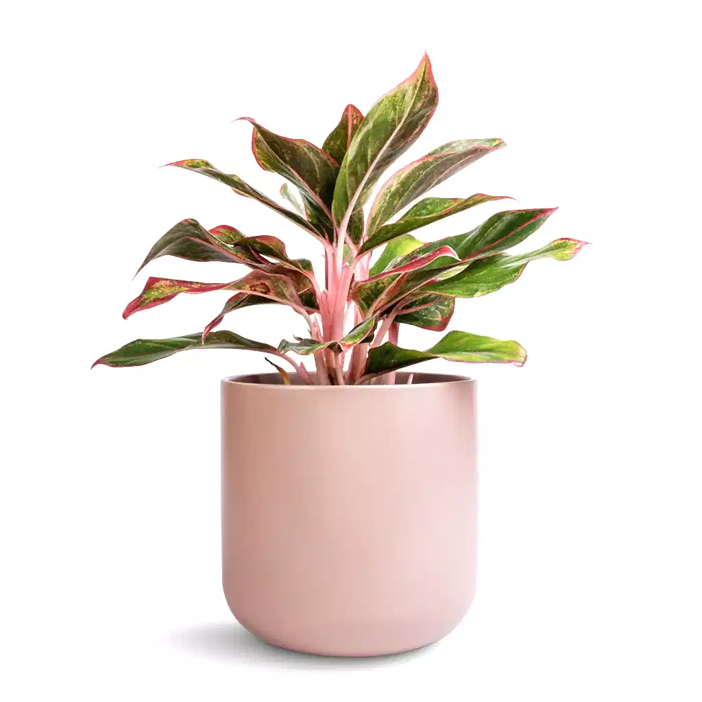 Aglaonema Crete - Chinese Evergreen & Lisbon Plant Pot - Pink Clay
