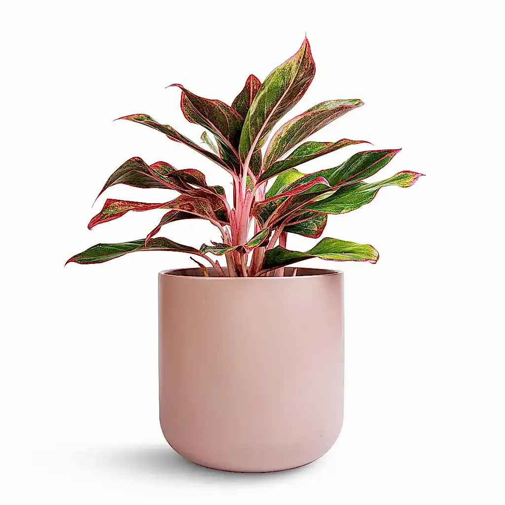 Aglaonema Crete - Chinese Evergreen &amp; Lisbon Plant Pot - Pink Clay