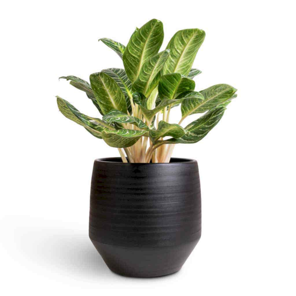 Aglaonema Key Lime - Chinese Evergreen & Norell Plant Pot - Black