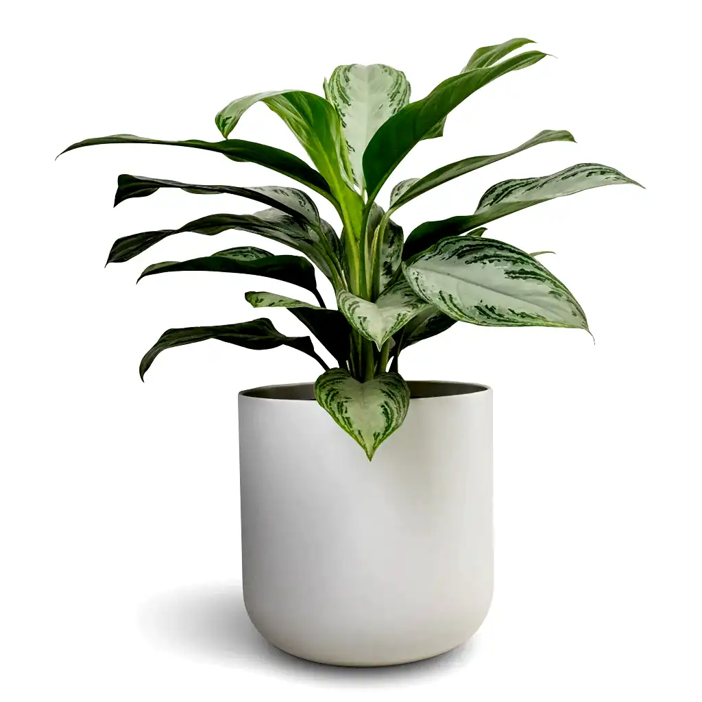 Aglaonema Silver Bay - Chinese Evergreen & Lisbon Plant Pot - White
