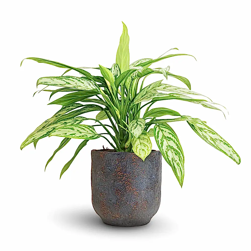 Aglaonema Silver Queen - Chinese Evergreen & Dave Plant Pot - Earth