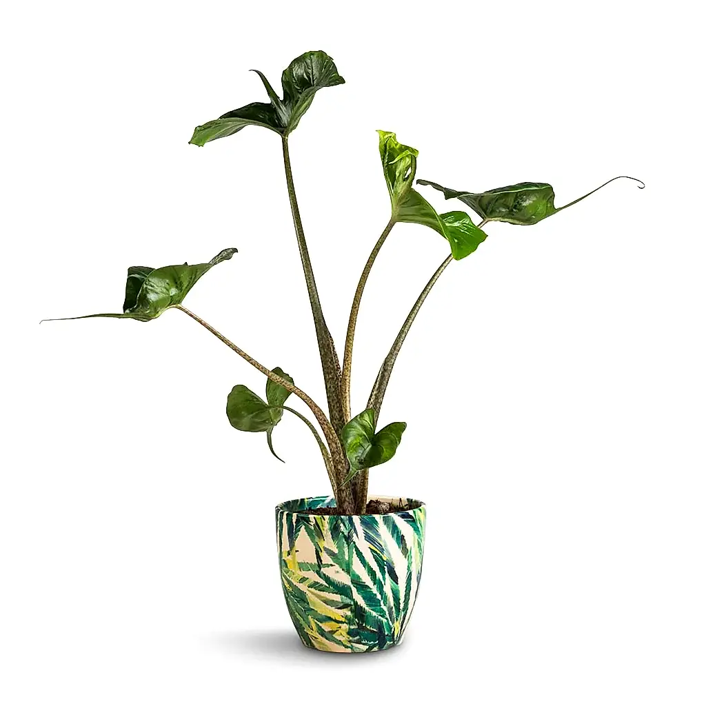 Alocasia Stingray - Elephant Ear & Monza Plant Pot - Botanical Fern