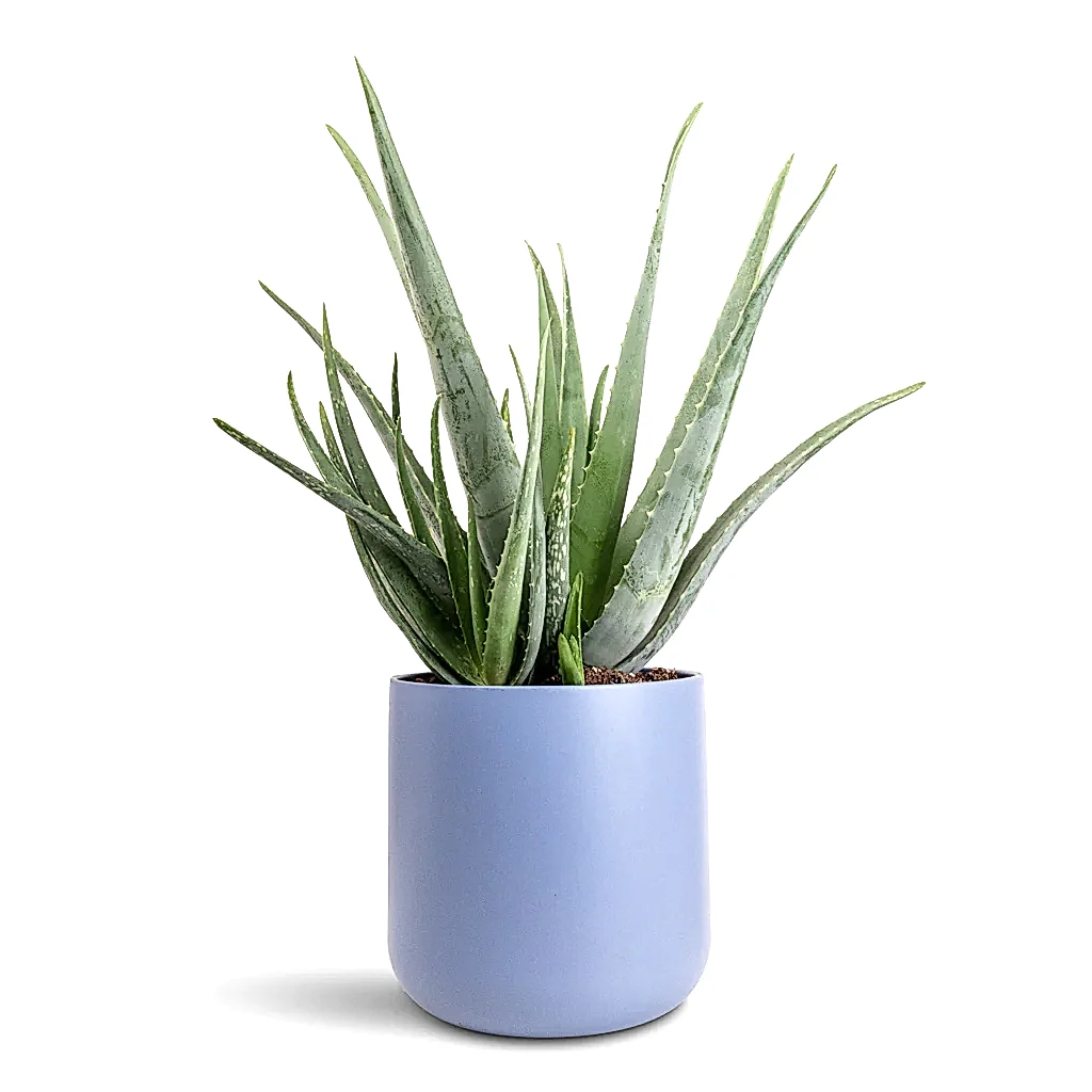 Aloe vera - 21x60cm In Lisbon Pot Powder Blue - 24x24cm
