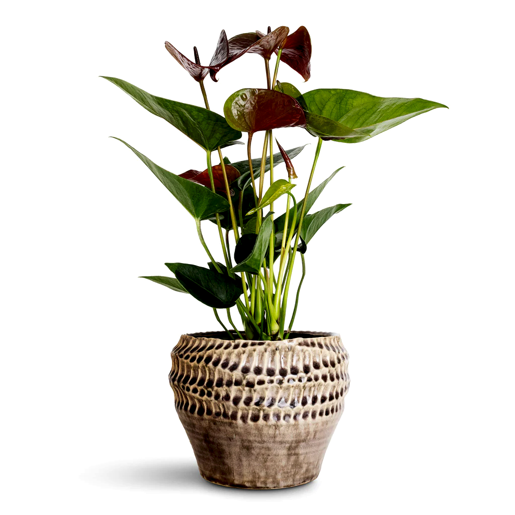 Anthurium Black Love - 12x40cm In Deb Pot Aubergine - 20x15cm