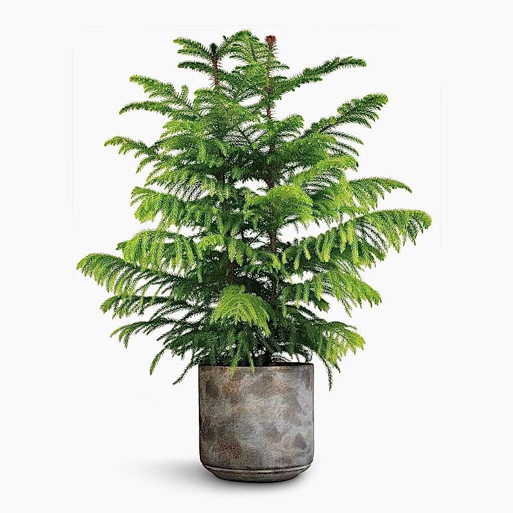 Araucaria heterophylla - Norfolk Island Pine & Saar Plant Pot - Earth Cement