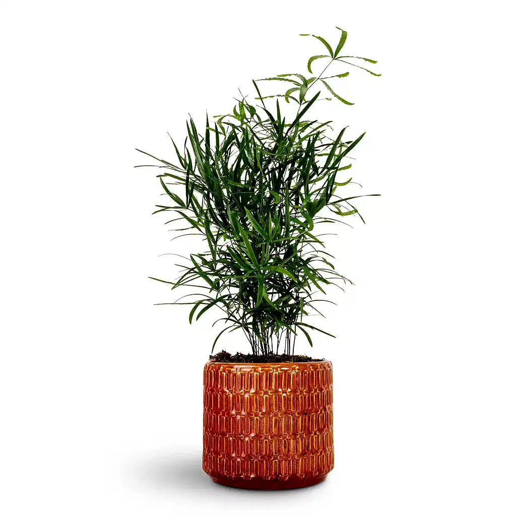 Asparagus falcatus Sicklethorn - 12x40cm & Flor Plant Pot Orange - 14x12cm
