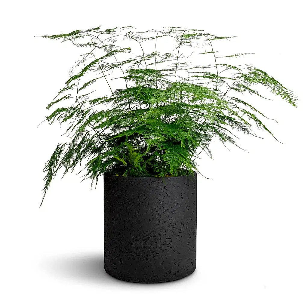 Asparagus setaceus - Lace Fern & Puk Plant Pot - Black Washed