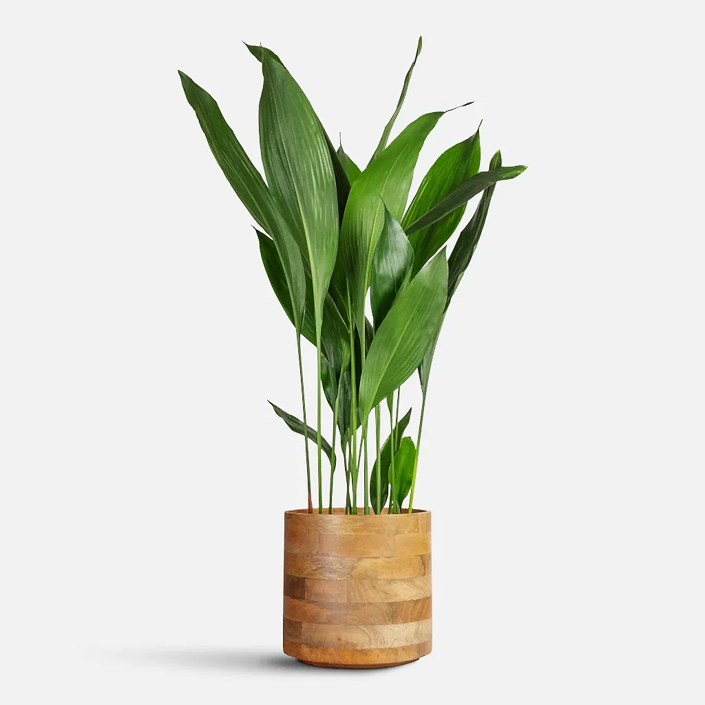 Aspidistra - 24x110cm In Helle Pot Natural - 26x25cm