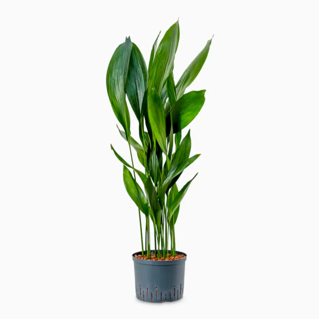 Aspidistra - Cast Iron Plant - HydroCare - 25/19 x 120cm