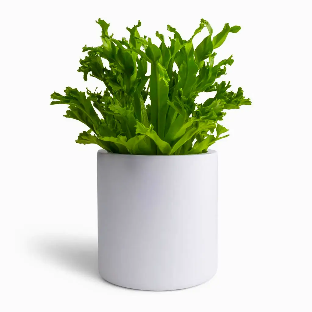 Asplenium Leslie  - Crested Birds Nest Fern & Puk Planter - Matt White
