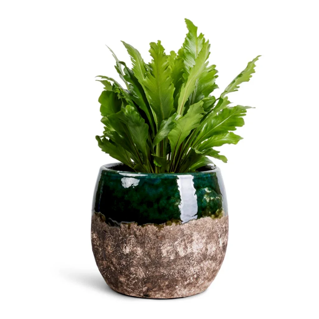 Asplenium nidus Campio - Champion's Bird's Nest Fern & Lindy Plant Pot - Black Green