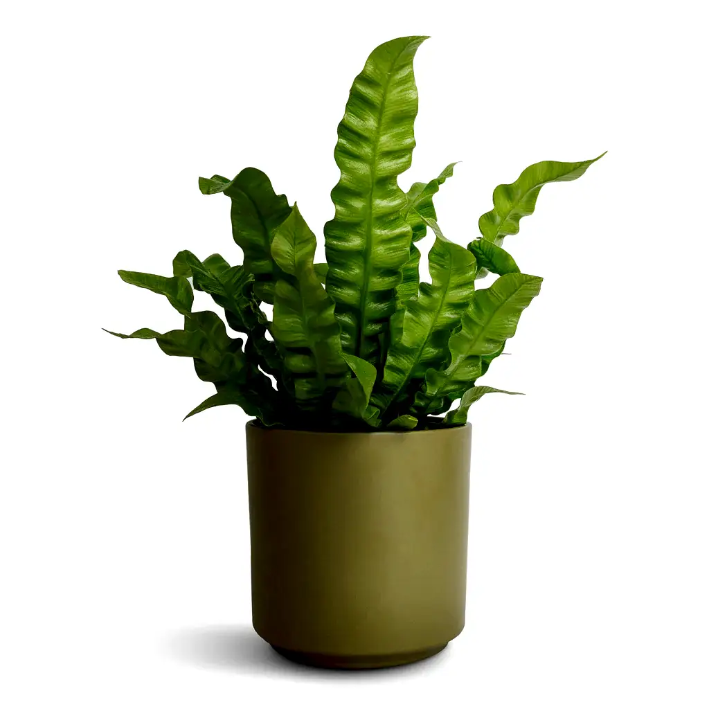 Asplenium nidus Crispy Wave - Pleated Bird&#39;s Nest Fern &amp; Prague Plant Pot - Olive