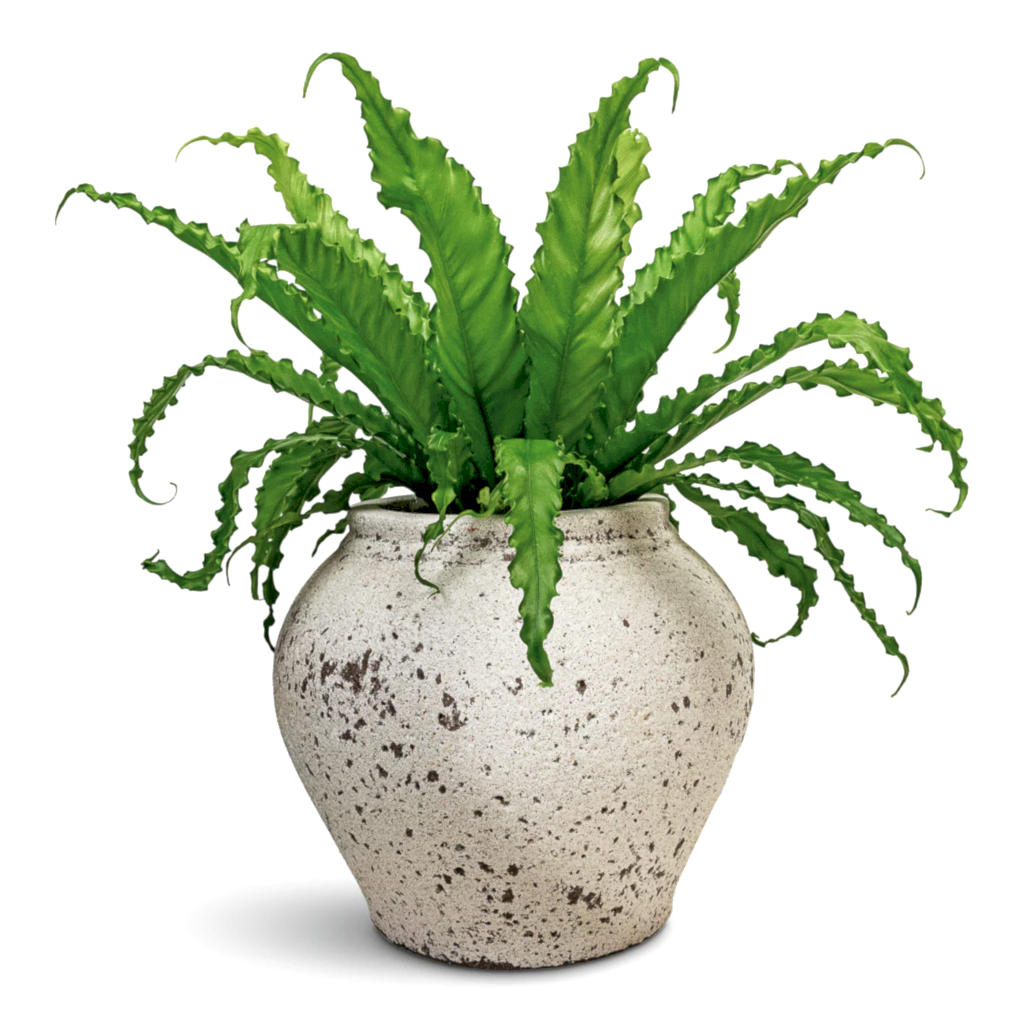 Asplenium Osaka Japanese Birds Nest Fern 17x50cm & Zeus Mediterranean Planter Chalk White - 37x32cm