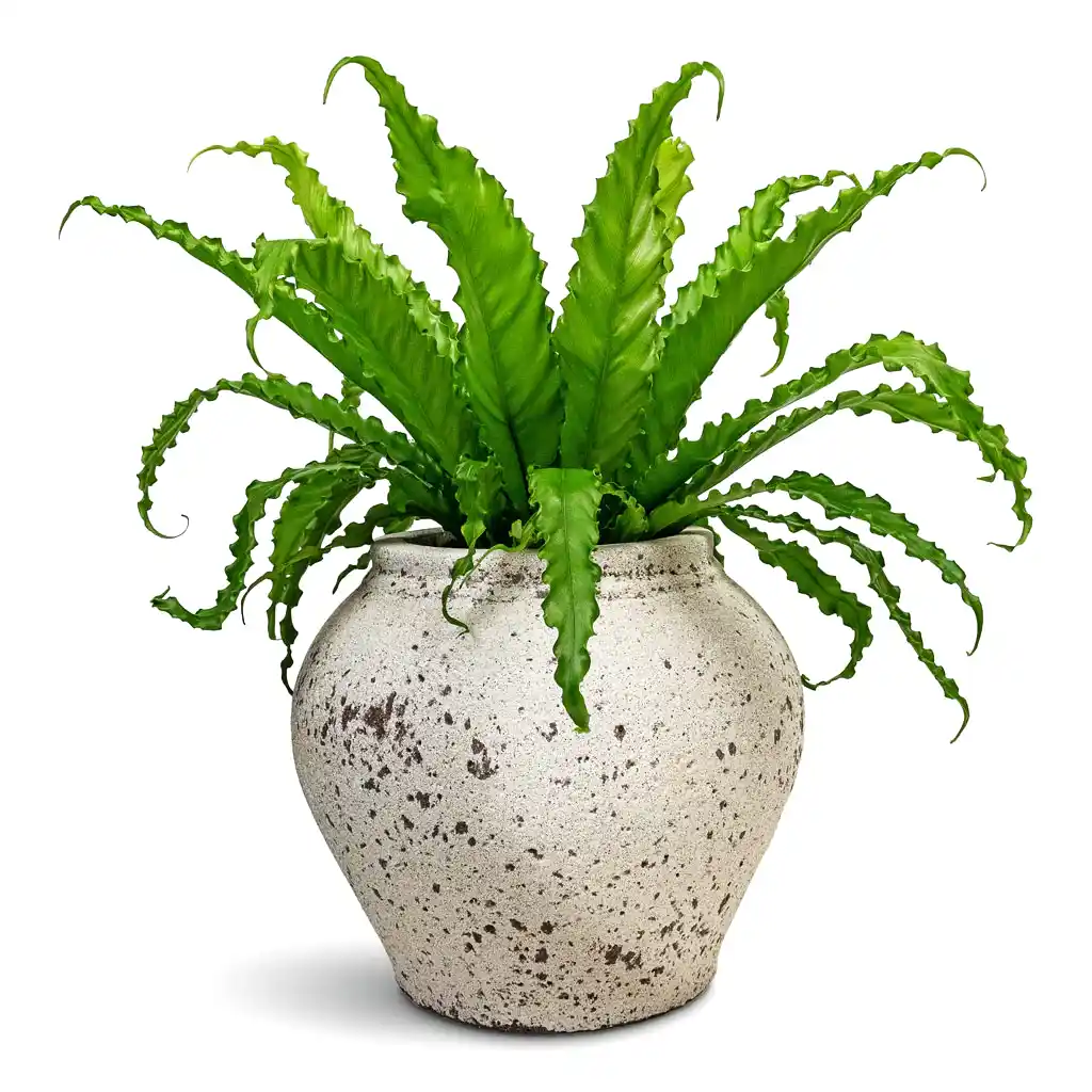 Asplenium Osaka Japanese Birds Nest Fern 17x50cm &amp; Zeus Mediterranean Planter Chalk White - 37x32cm