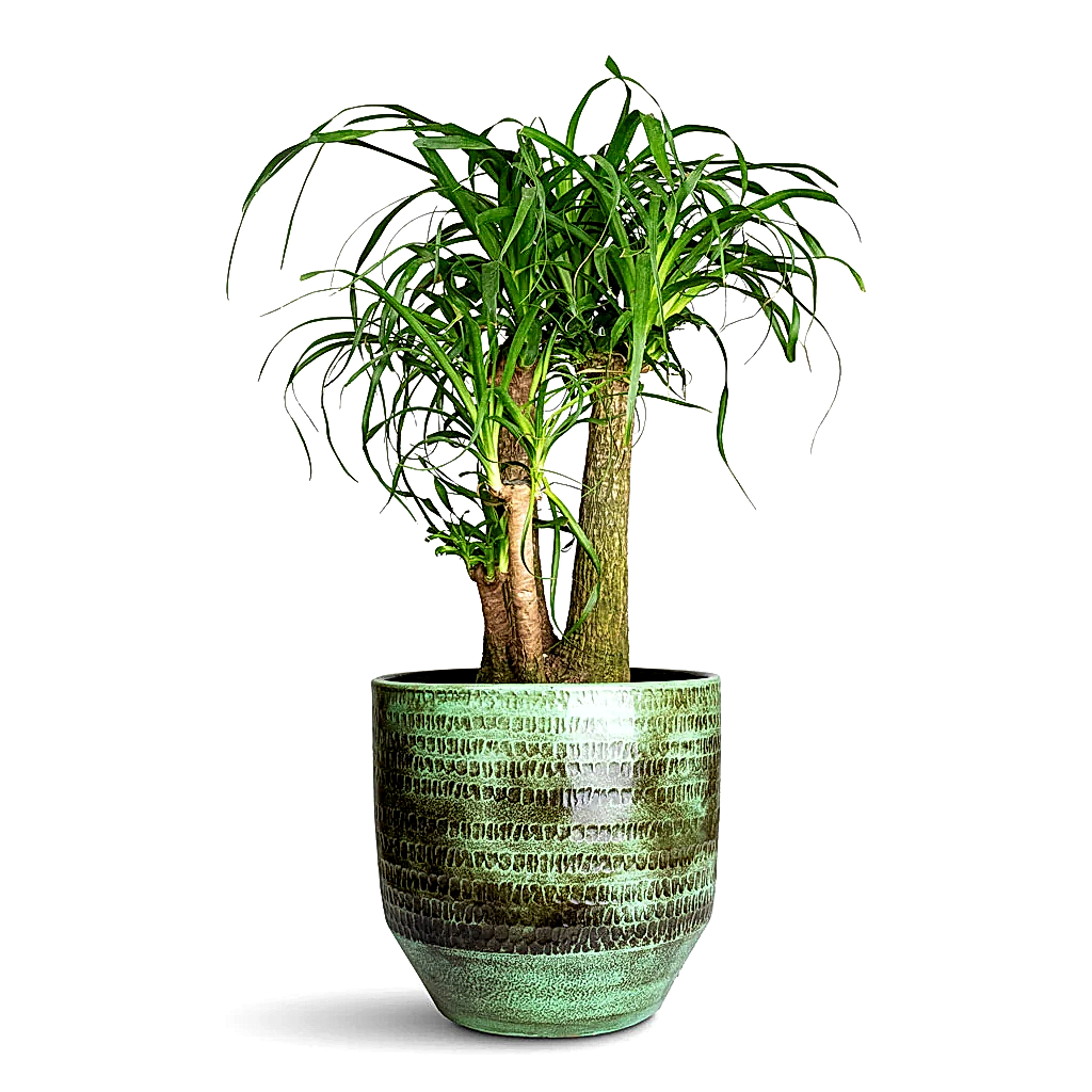 Beaucarnea Branched In Sanna Plant Pot Moss Green