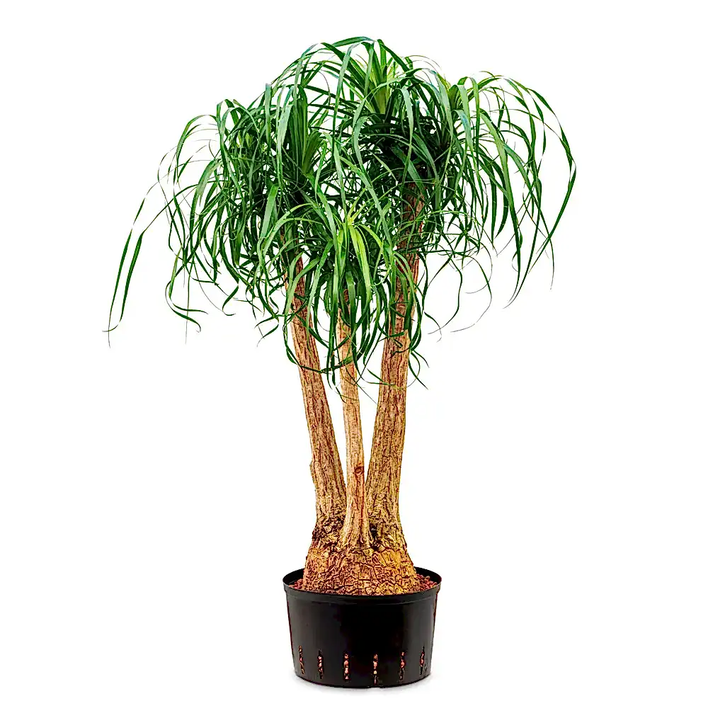 Beaucarnea Branched HydroCare - 32/19x125cm