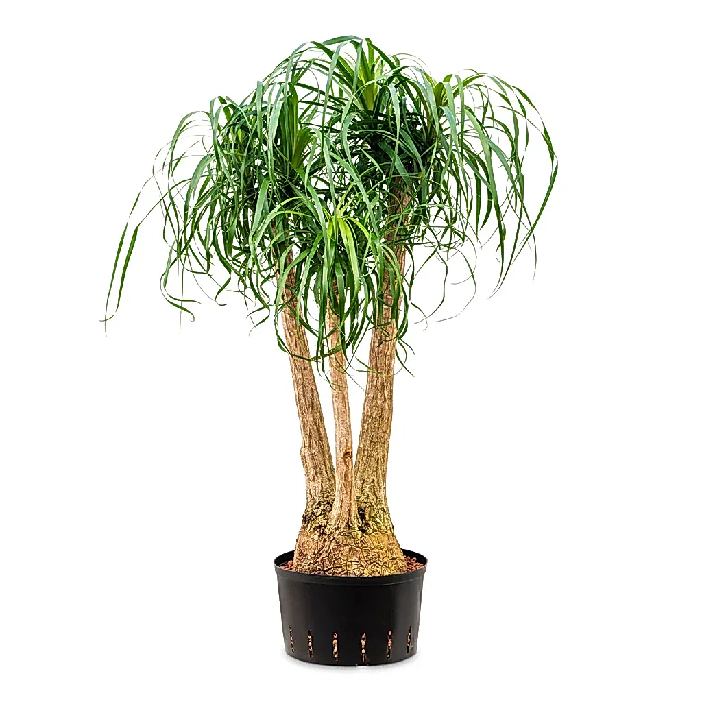 Beaucarnea Branched HydroCare - 32/19x125cm