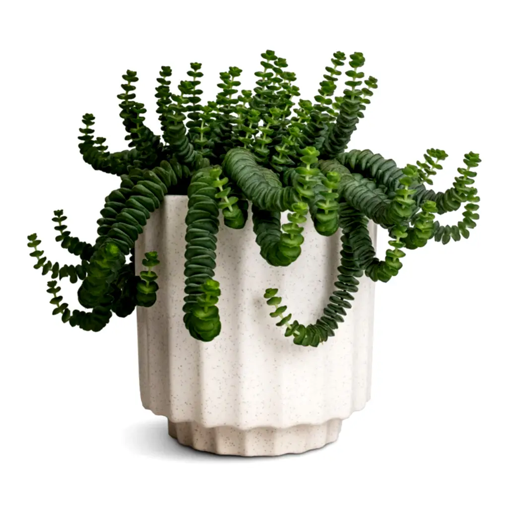 Crassula marneriana Worm Plant Baby Jade Necklace & Bourton Scalloped Plant Pot - Ivory