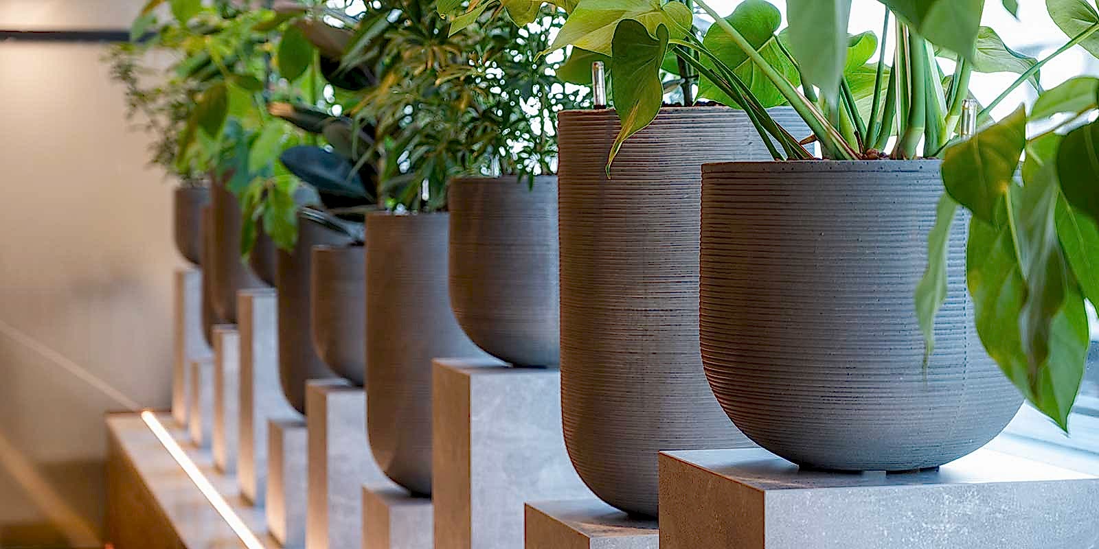 Buy Plants & Planters For Business - Plant Displays For Office, Retail & Hospitality