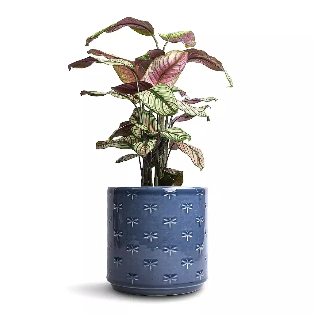 Calathea majestica White Star & Arley Plant Pot - Blue Dragonfly