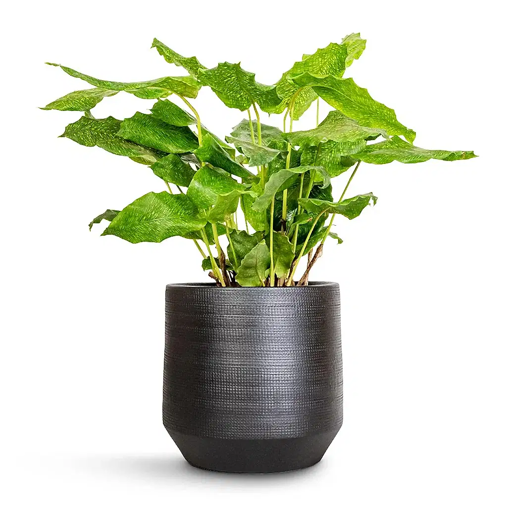 Calathea musaica Network & Norell Plant Pot - Black