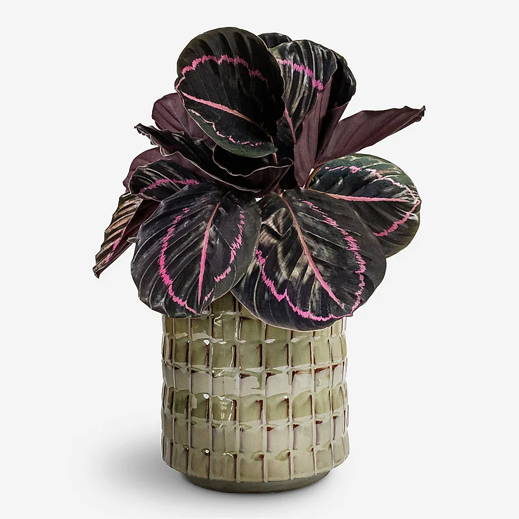 Calathea roseopicta Dottie Rose Painted Calathea - 14x45cm In Stian Plant Pot Moss Green - 21x20cm