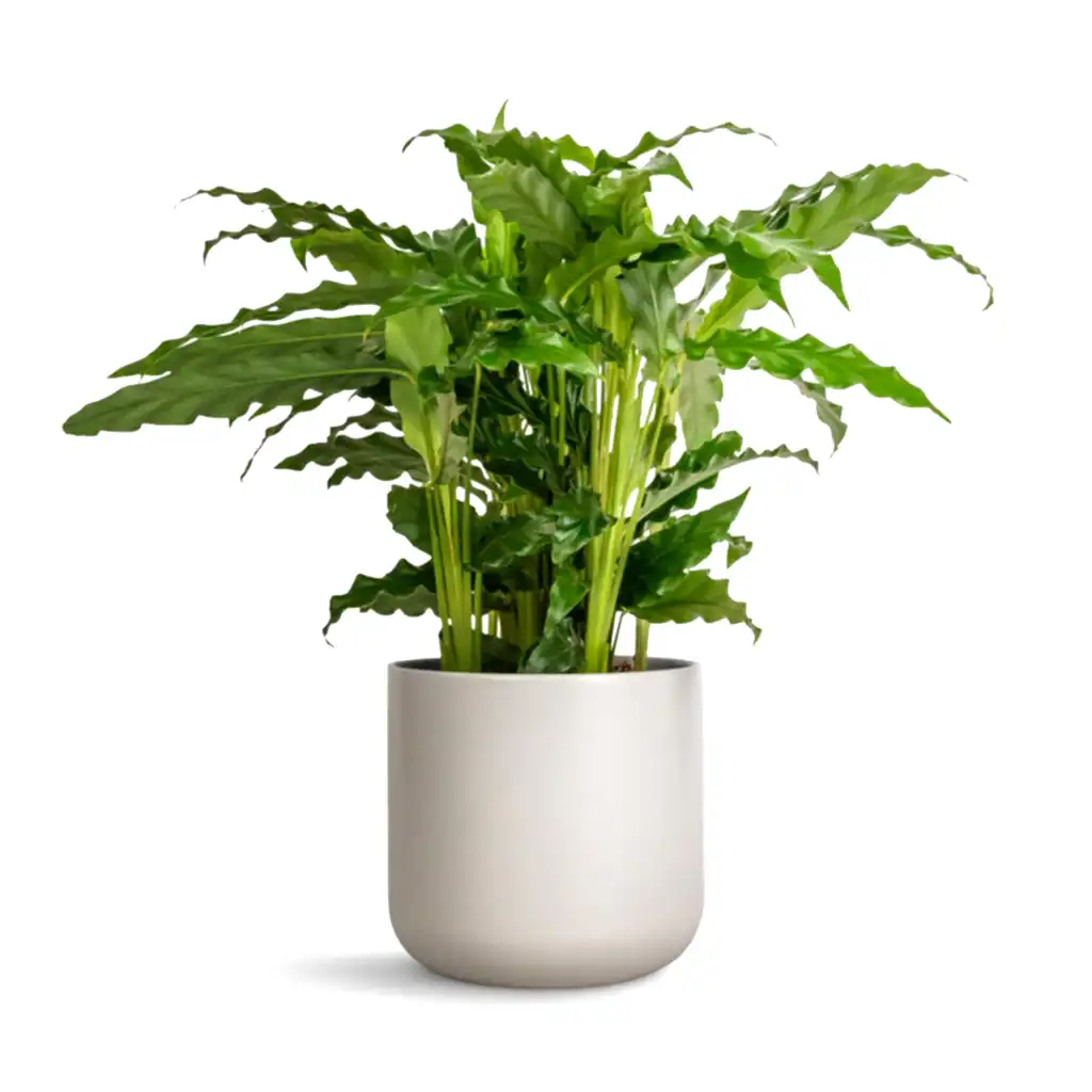 Calathea rufibarba Bluegrass - Velvet Calathea &amp; Lisbon Plant Pot - Light Grey