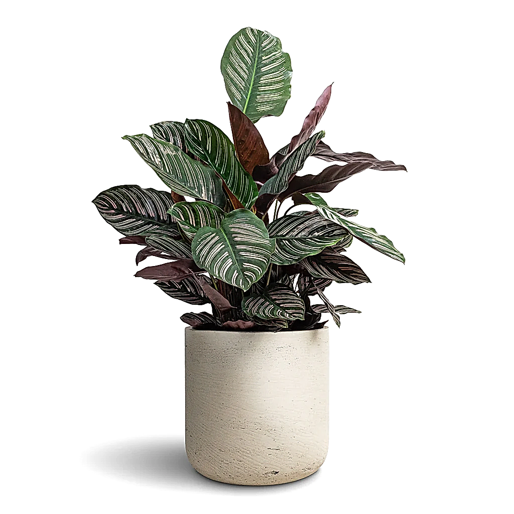 Calathea Sanderiana Pin Stripe Calathea - 24x75cm & Charlie Plant Pot Grey Washed - 32x31cm