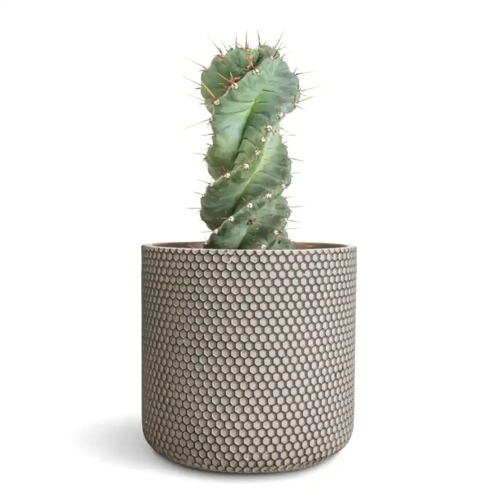 Cereus forbesii spiralis - 17x50cm in Bernt Pot Shiny Black - 21x19cm
