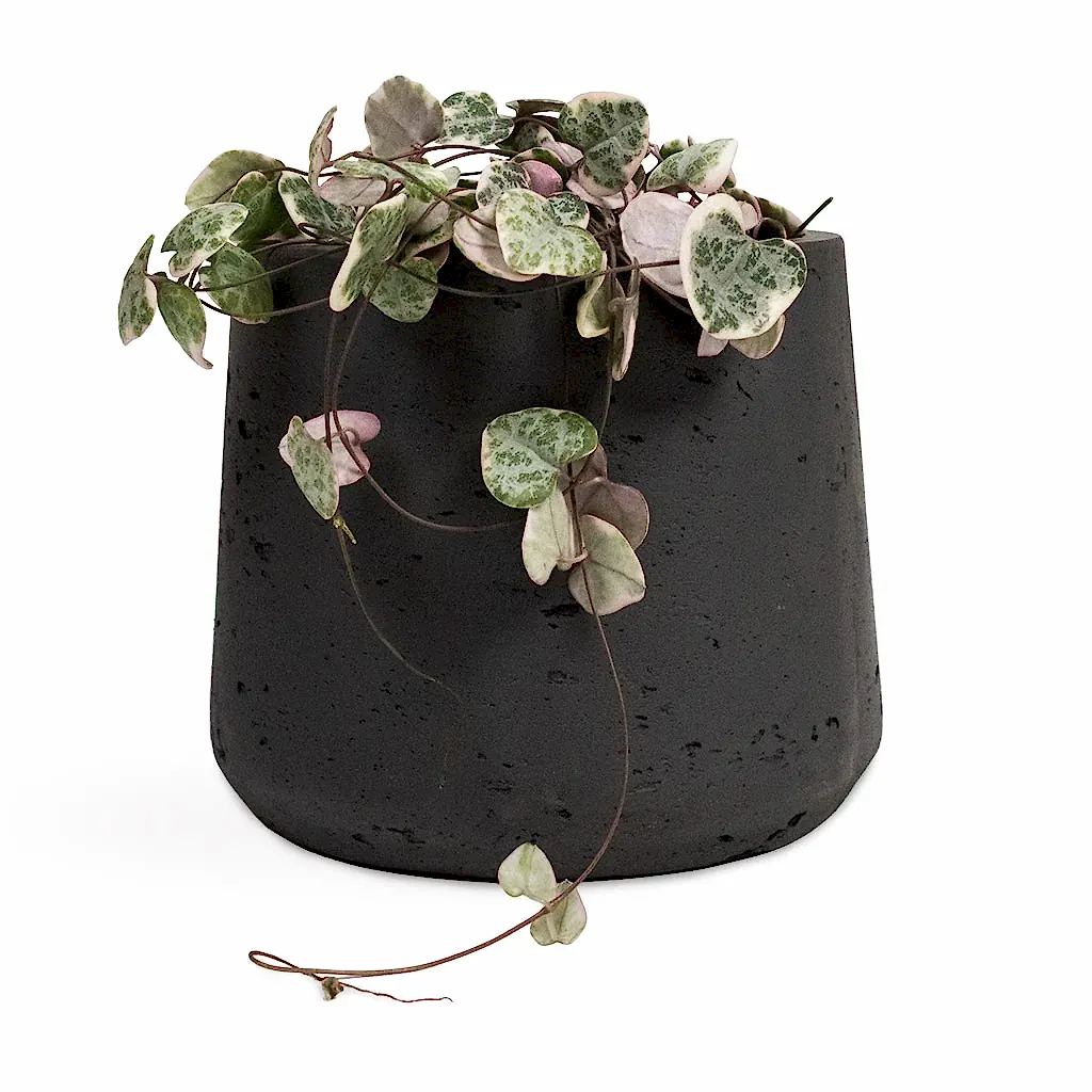 Ceropegia woodii - Variegated String of Hearts