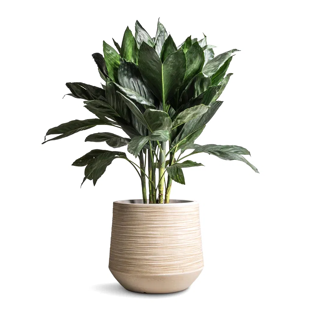 Chamaedorea metallica - Metallic Palm & Dune Darcy Planter - Oat