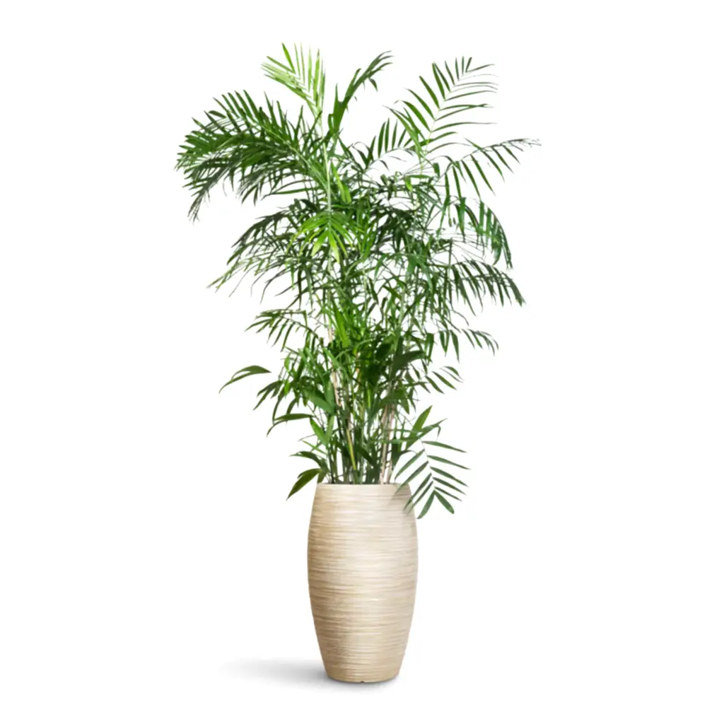 Chamaedorea seifrizii Bamboo Palm - 27x150cm In Dune Emperor Planter  Oat - 37 x 60cm