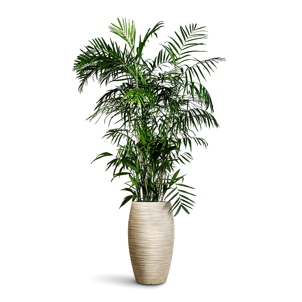Chamaedorea seifrizii Bamboo Palm - 27x150cm In Dune Emperor Planter  Oat - 37 x 60cm