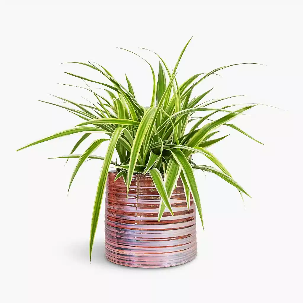 Chlorophytum Ocean Spider Plant 
 15x25cm In Didi Plant Pot Pearl Pink - 19x16cm