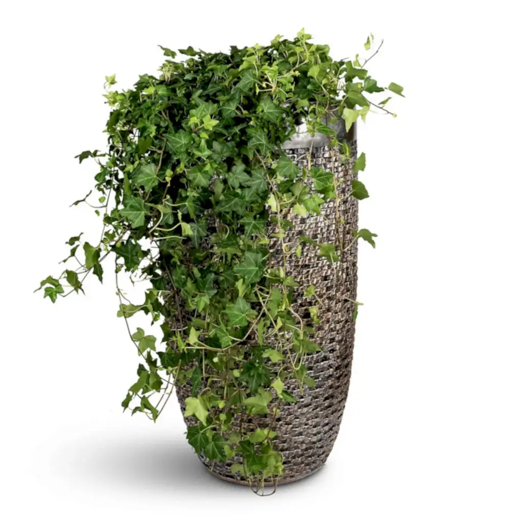Cissus rhombifolia Ellen Dancia Grape Ivy - 17x40cm In Luxe Lite Layer Partner Planter Bronze - 38x69cm