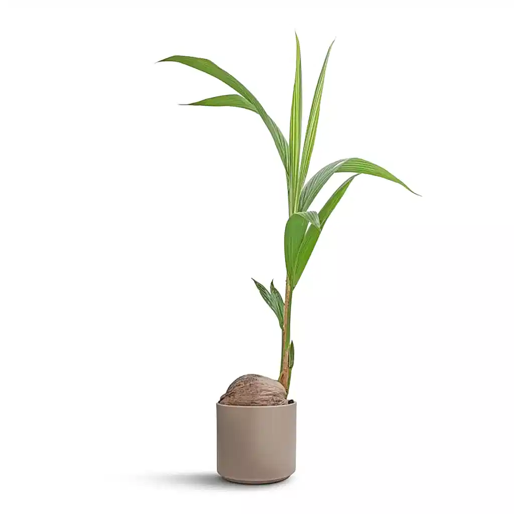 Cocos nucifera - Coconut Palm Tree &amp; Prague Plant Pot - Taupe