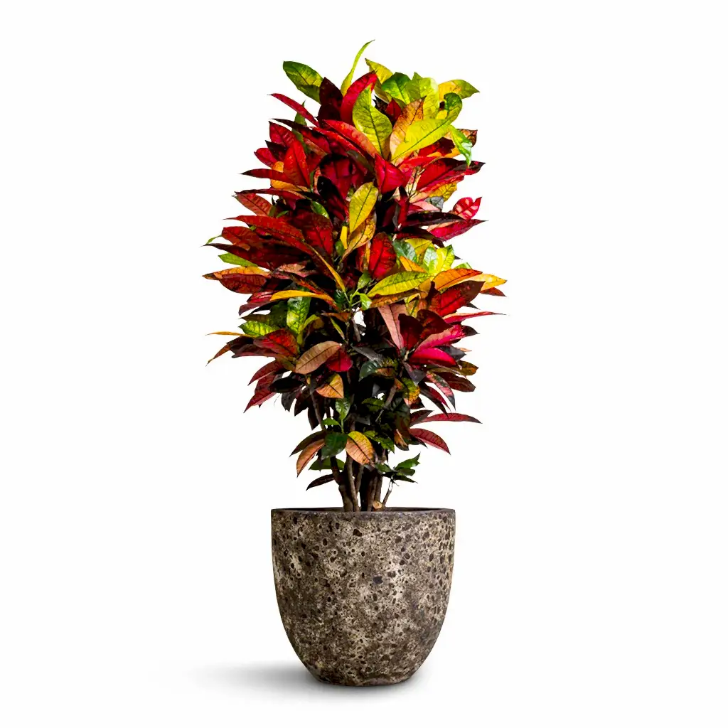 Codiaeum Iceton - Croton & Lava Couple Relic Planter - Rust