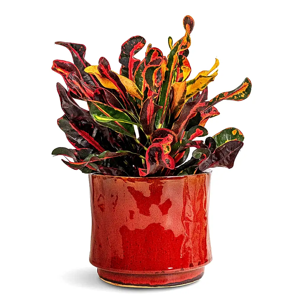 Codiaeum Mammi - 12x35cm In Nolan Pot Red - 17x15cm