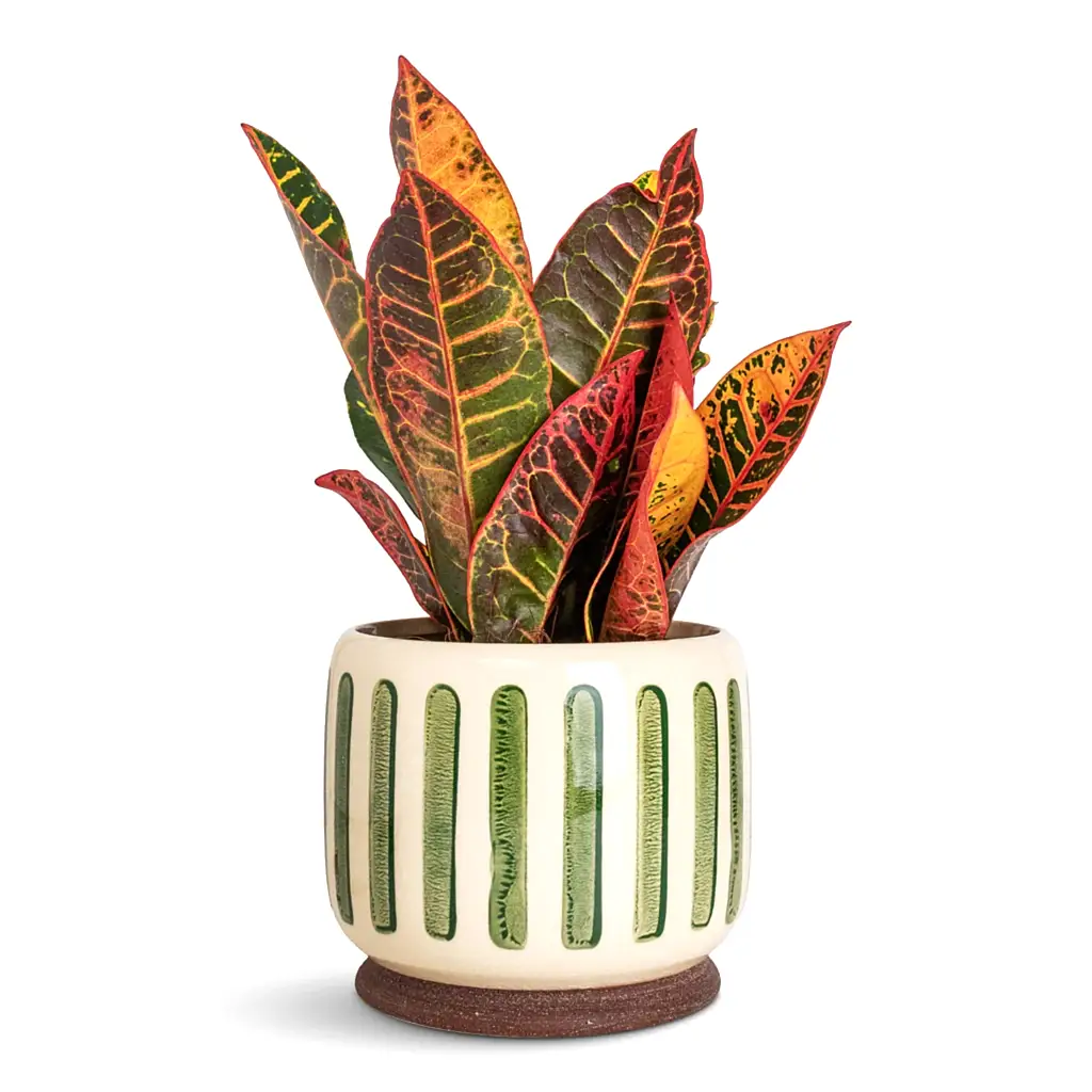 Codiaeum Petra In Stripe Pot Green