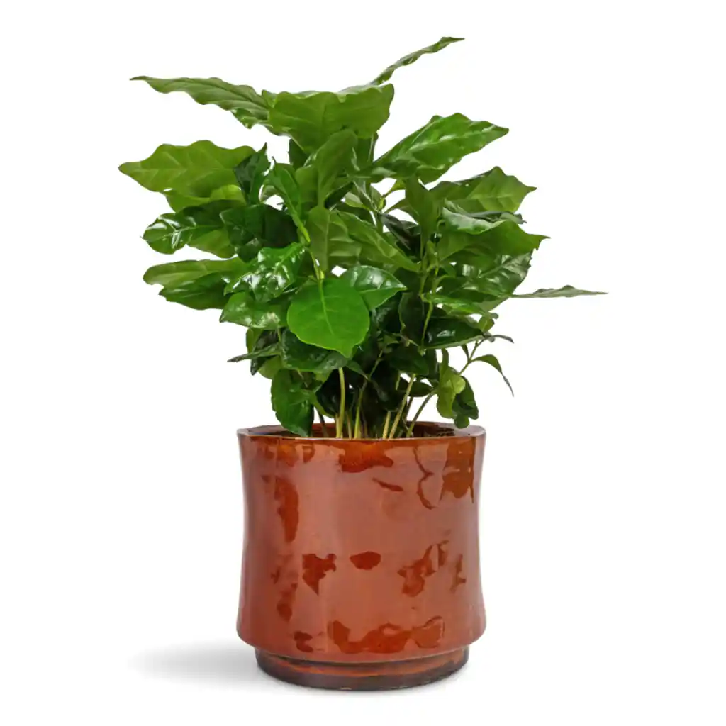 Coffea arabica Coffee Plant - 12x35cm In Nolan Plant Pot Red - 14x12cm