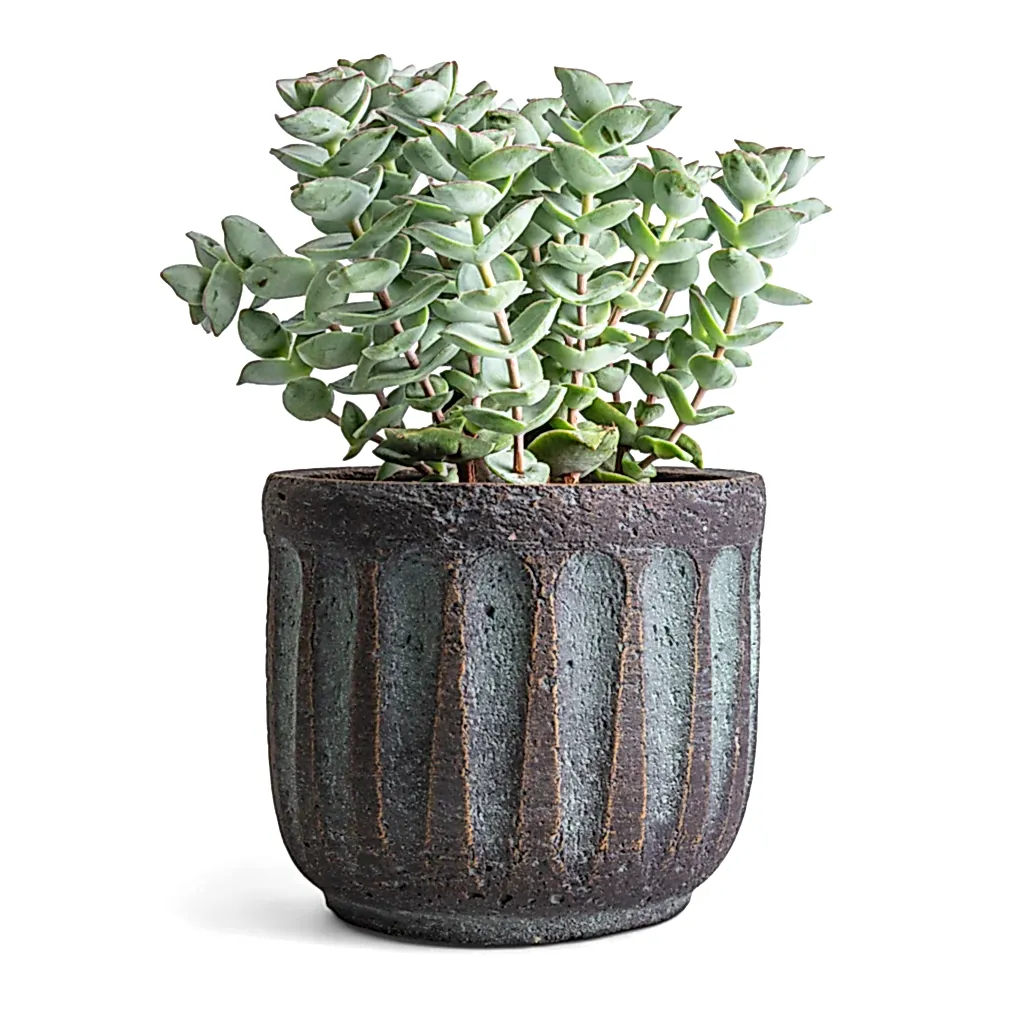 Crassula perforata - String Of Buttons & Duncan Plant Pot - Blue Gold
