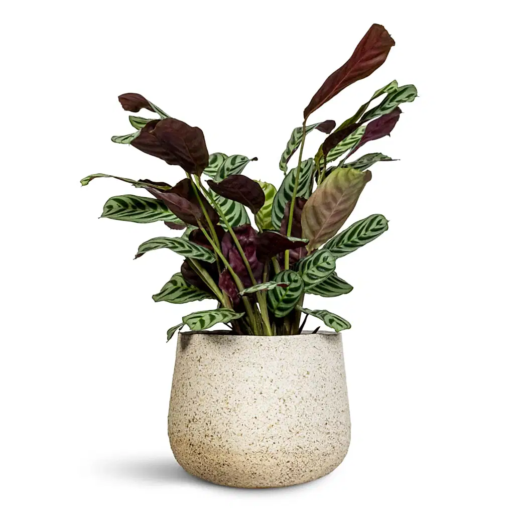 Ctenanthe burle marxii Amabilis - 14x30cm In Celeste Pot Cream - 21x17cm