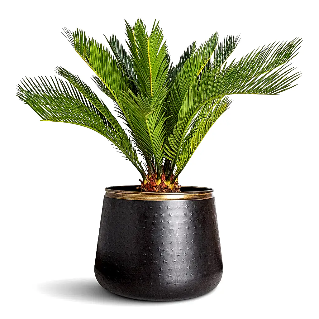 Cycas revoluta In Sahara Pot Slate
