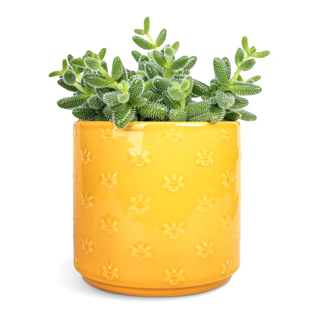 Delosperma echinatum - Pickle Plant