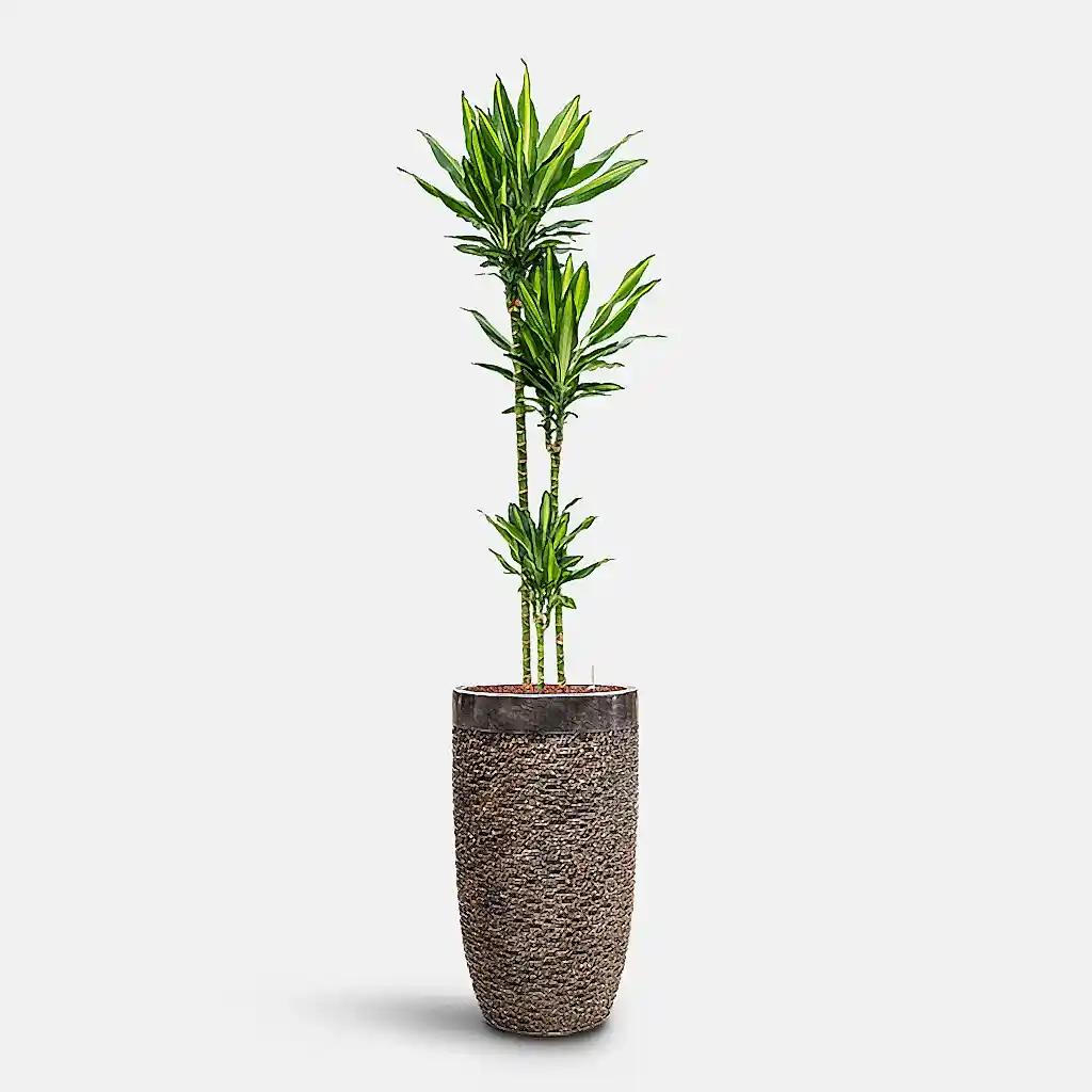 Dracaena Cintho Multi Stem HydroCare in Luxe Lite Layer Partner - Bronze - 38 x 190cm (3 stems)