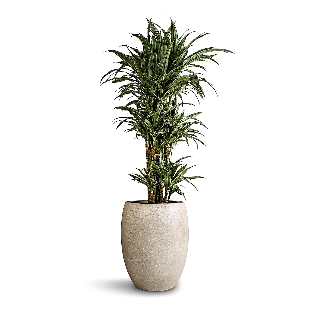 Dracaena deremensis Warneckii - Branched & Grigio Tall Balloon Planter - Antique White Concrete